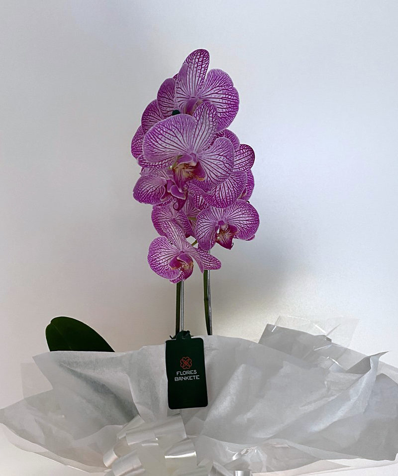 Orquídea Natural – Flores Bankete